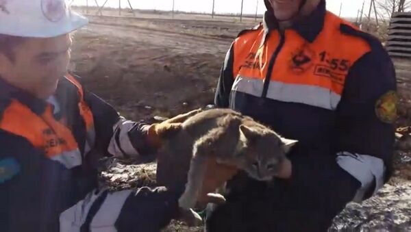 Спасатели в Караганде спасли кошку, застрявшую в бетонной плите - Sputnik Литва