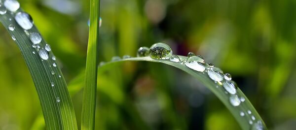 Капли дождя на траве - Sputnik Литва