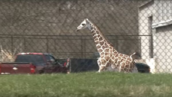 Жираф сбежал из вольера в американском зоопарке - Sputnik Литва