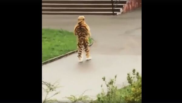 Охота на тигра в Калининградском зоопарке - Sputnik Литва