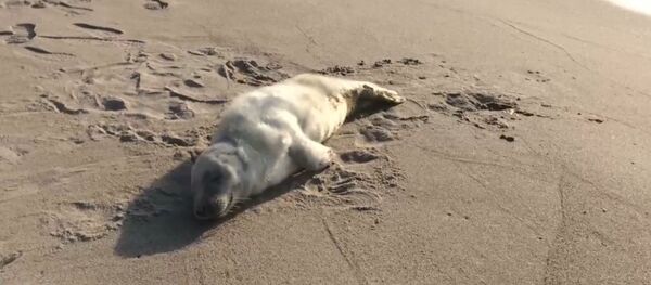 Раненого детеныша тюленя спасли под Калининградом Раненого детеныша тюленя спасли под Калининградом - Sputnik Литва