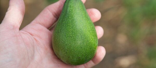 Авокадо, архивное фото - Sputnik Литва