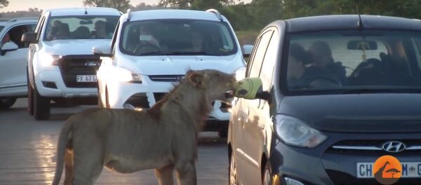 Львица атаковала автомобиль - Sputnik Литва