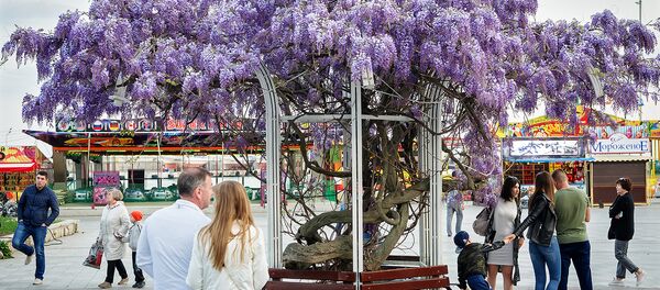 Весна в Крыму, Ялта Весна в Крыму, Ялта - Sputnik Lietuva