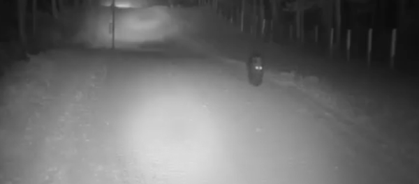 Где виза, медведь?. Литовские пограничники заметили необычного нарушителя Где виза, медведь?. Литовские пограничники заметили необычного нарушителя - Sputnik Литва