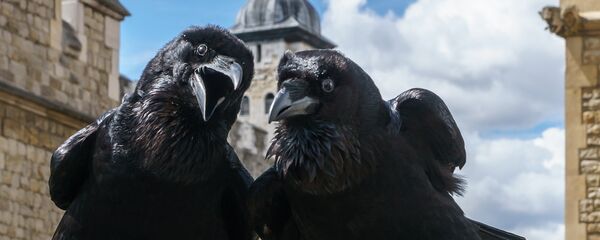 Вороны Тауэра, Великобритания Вороны Тауэра, Великобритания - Sputnik Lietuva