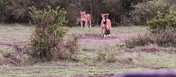 Лев крадет камеру - Sputnik Литва