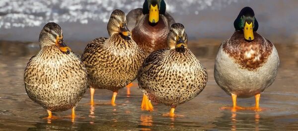 Žąsys Žąsys - Sputnik Lietuva