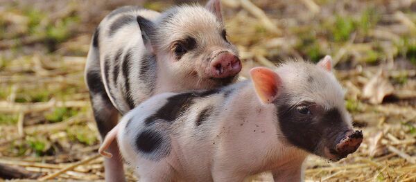 Свинки - Sputnik Литва