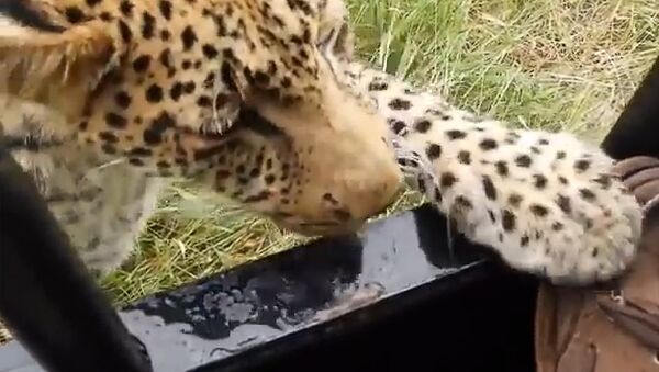 В Ботсване турист снял, как леопард играет с его ногой - Sputnik Литва