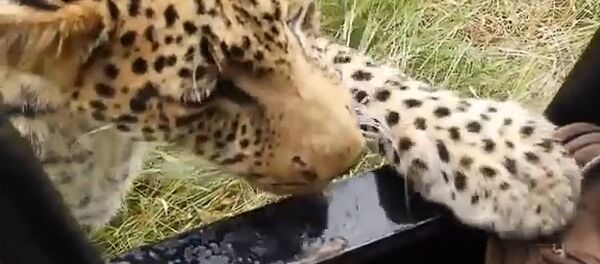 В Ботсване турист снял, как леопард играет с его ногой В Ботсване турист снял, как леопард играет с его ногой - Sputnik Литва
