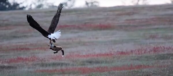 Схватка лисы и орлана за добычу Схватка лисы и орлана за добычу - Sputnik Литва