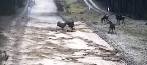 Олени развлекаются на границе - Sputnik Литва