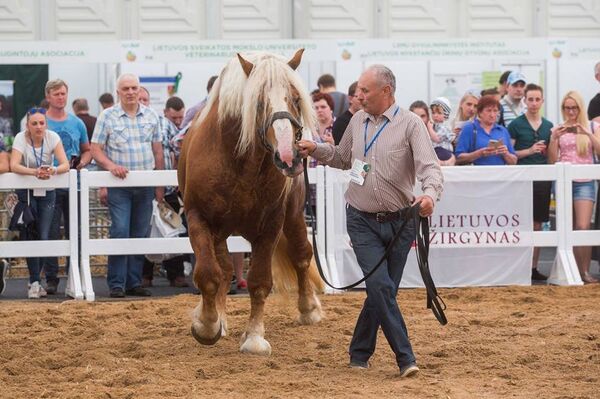 Ežilas vardu Baikeris Ežilas vardu Baikeris - Sputnik Lietuva