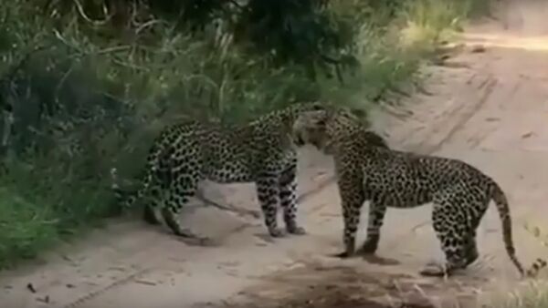 Молниеносная схватка двух леопардов попала на видео - Sputnik Литва