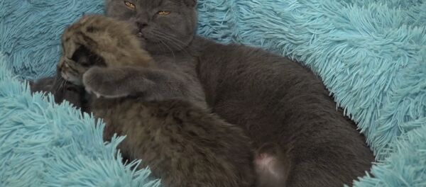 Кошка Моника из приморского зоопарка заменила мать новорожденной рыси Кошка Моника из приморского зоопарка заменила мать новорожденной рыси - Sputnik Литва