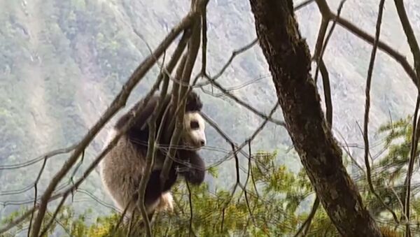 Детеныш дикой панды был впервые обнаружен  в китайском заповеднике Вулонг - Sputnik Литва