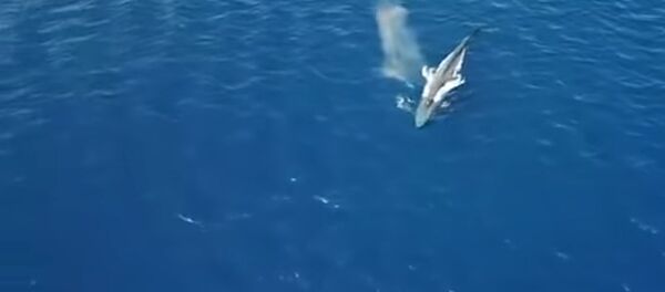 Синий кит - Sputnik Литва