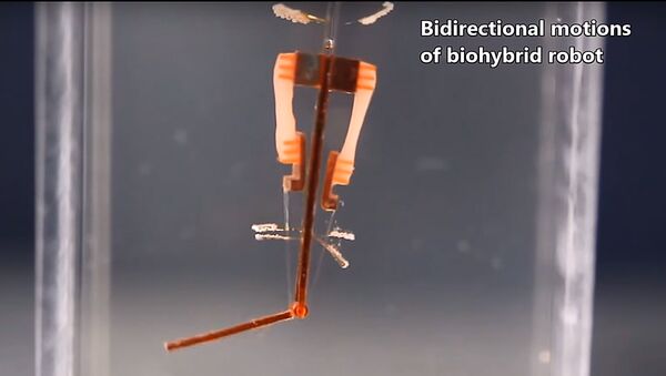 В Японии создали робота с живыми мышцами - Sputnik Lietuva