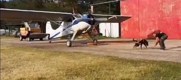 Житель Вильнюса научил своего ротвейлера тянуть самолет - Sputnik Литва