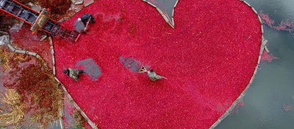 Категория Моя Планета, одиночные фотографии, Клюквенное сердце - Sputnik Литва