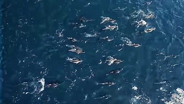 У берегов США полторы тысячи дельфинов плыли вокруг двух китов - Sputnik Литва