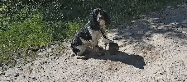 Собака с камнем на шее Собака с камнем на шее - Sputnik Литва