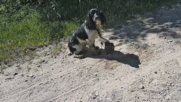 Собака с камнем на шее - Sputnik Литва