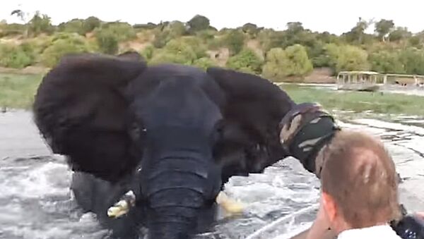 В Ботсване слон напал на лодку - Sputnik Lietuva