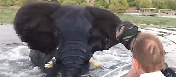 В Ботсване слон напал на лодку В Ботсване слон напал на лодку - Sputnik Lietuva