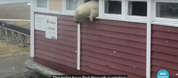 В Норвегии белый медведь застрял в окне В Норвегии белый медведь застрял в окне - Sputnik Lietuva