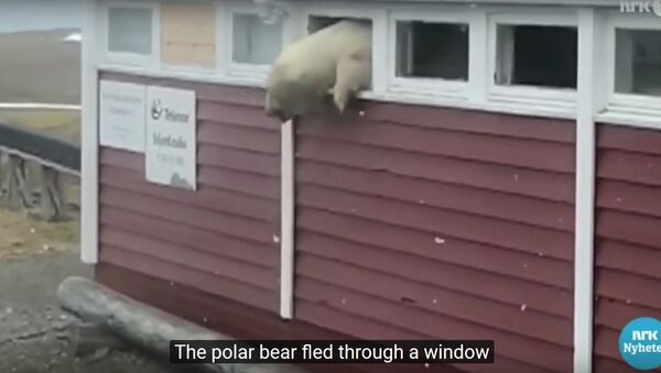 В Норвегии белый медведь застрял в окне - Sputnik Lietuva
