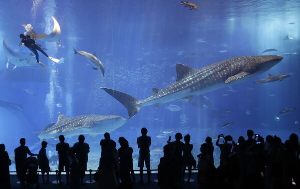 Посетители наблюдают за китовыми акулами в аквариуме Тюрауми на острове Окинава, Япония - Sputnik Литва