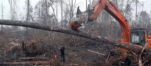 На Борнео орангутанг напал экскаватор, защищая свой лес На Борнео орангутанг напал экскаватор, защищая свой лес - Sputnik Lietuva
