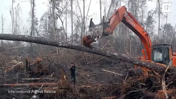 На Борнео орангутанг напал на экскаватор, защищая свой лес - Sputnik Литва