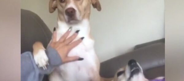 Ревнивые питомцы Ревнивые питомцы - Sputnik Lietuva