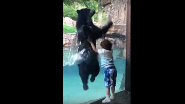 Медведь прыгает в зоопарке с мальчиком - Sputnik Lietuva