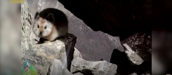 В Китае сняли на видео уникального волшебного кролика - Sputnik Литва