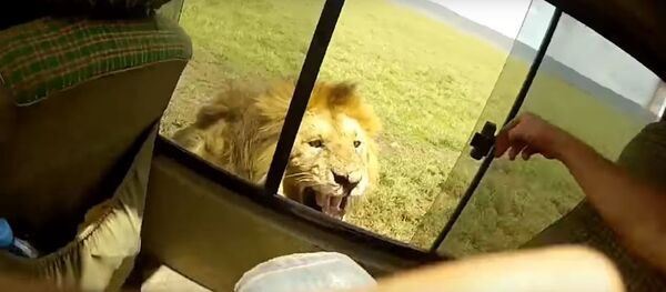 Турист и лев Турист и лев - Sputnik Литва