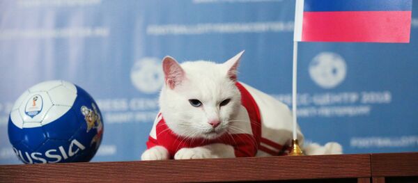 Кот Ахилл предсказал победу сборной России над Саудовской Аравией Кот Ахилл предсказал победу сборной России над Саудовской Аравией - Sputnik Lietuva