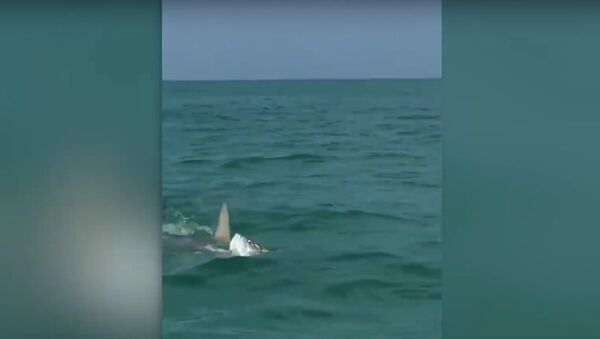 Очевидцы сняли на видео схватку акулы-молота и тарпона в Мексиканском заливе - Sputnik Литва