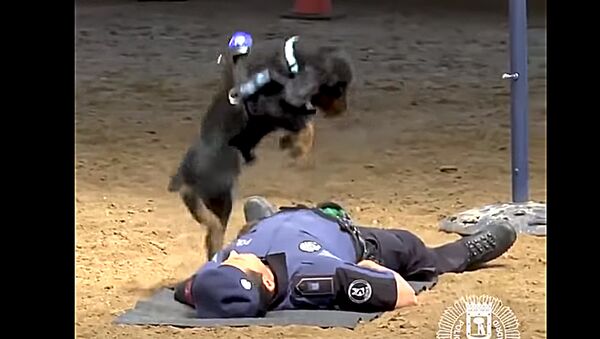 Полицейская собака реанимирует испанского офицера полиции - Sputnik Lietuva