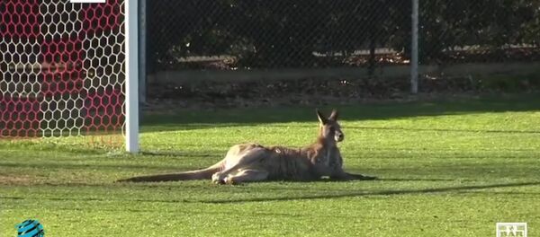 Кенгуру присоединилась к матчу с австралийскими футболистами - Sputnik Литва