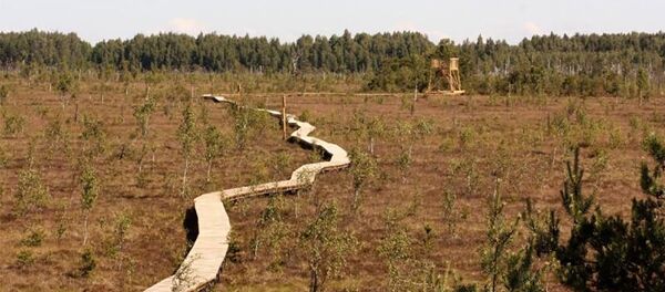 Пешеходная тропа на болоте Аукштумала Пешеходная тропа на болоте Аукштумала - Sputnik Литва