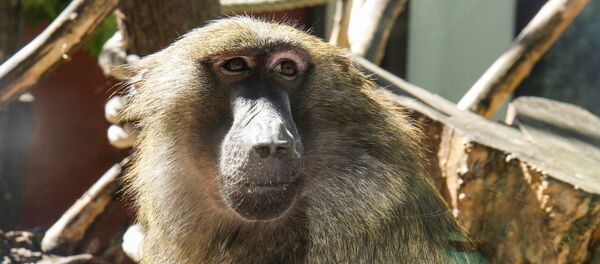 Обезьяна в литовском зоопарке Обезьяна в литовском зоопарке - Sputnik Литва