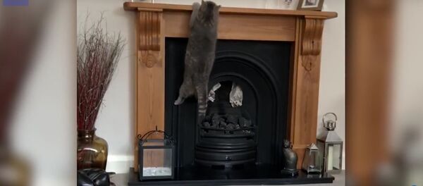 Лишний вес помешал коту запрыгнуть на камин Лишний вес помешал коту запрыгнуть на камин - Sputnik Lietuva