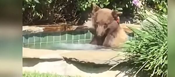В Калифорнии медведь залез в джакузи местного жителя и выпил его коктейль В Калифорнии медведь залез в джакузи местного жителя и выпил его коктейль - Sputnik Литва