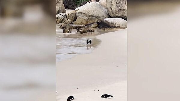 Романтическая прогулка пингвинов в Южной Африке попала на видео - Sputnik Литва