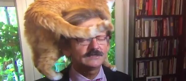 Кот ворвался в интервью с польским историком Кот ворвался в интервью с польским историком - Sputnik Литва