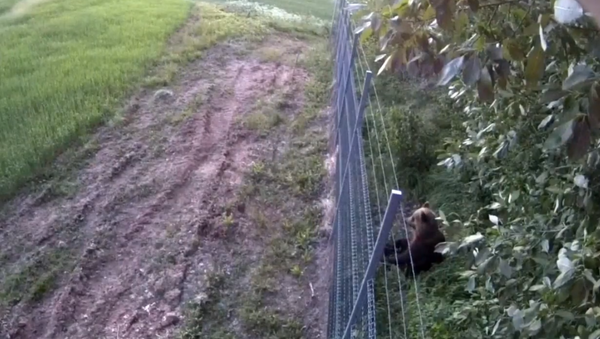 Медведь пытался пересечь белорусско-литовскую границу - Sputnik Литва